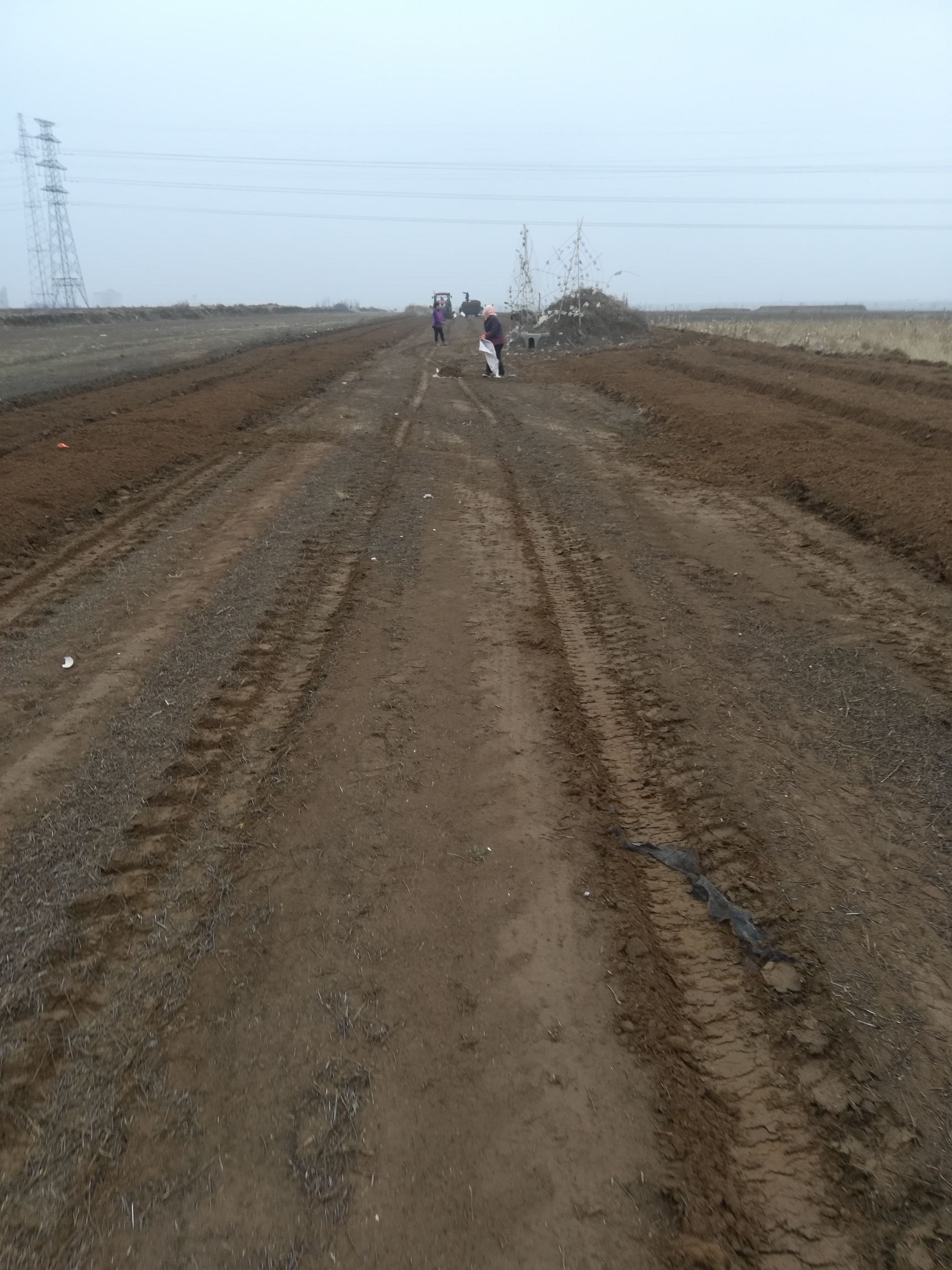  陕西澄城黄芩上市需要的请联系