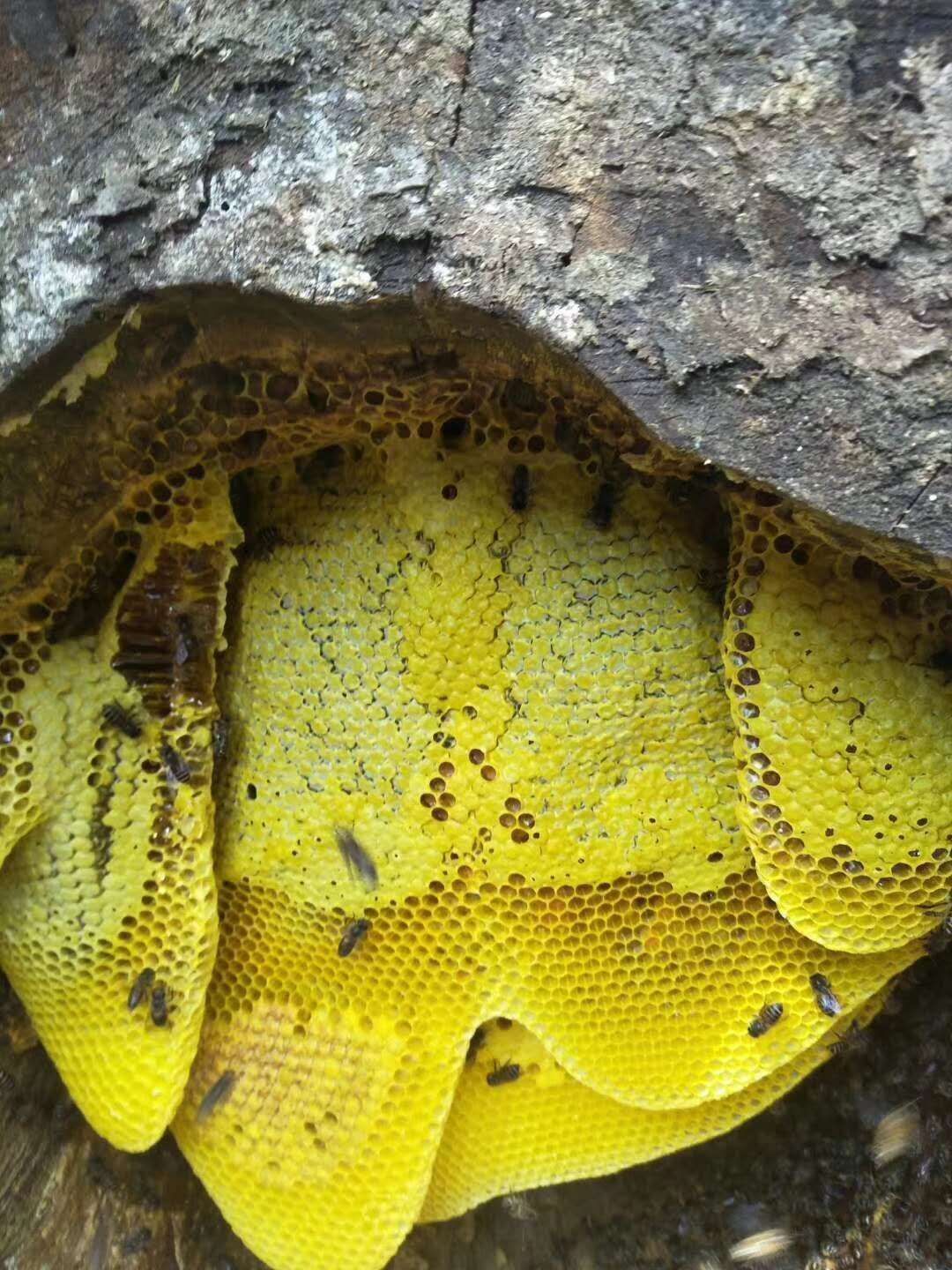 农家云南土蜂蜜无量山哀牢山土蜂蜜现掏好蜜