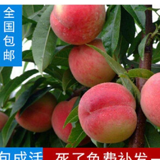 平邑县五月鲜桃苗 五月红