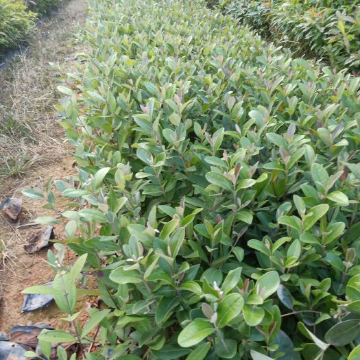 广州 桃金娘苗（大量批发桃金娘苗价格美丽）营养杯苗