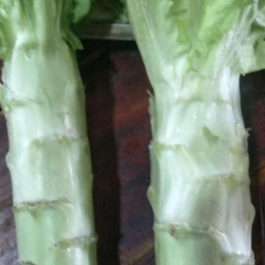 泰安青叶莴笋  青皮青肉尖叶