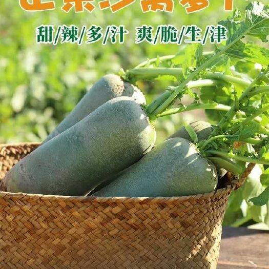 天津 涛哥沙窝水果萝卜种植园(天津沙窝村直销)好吃不贵