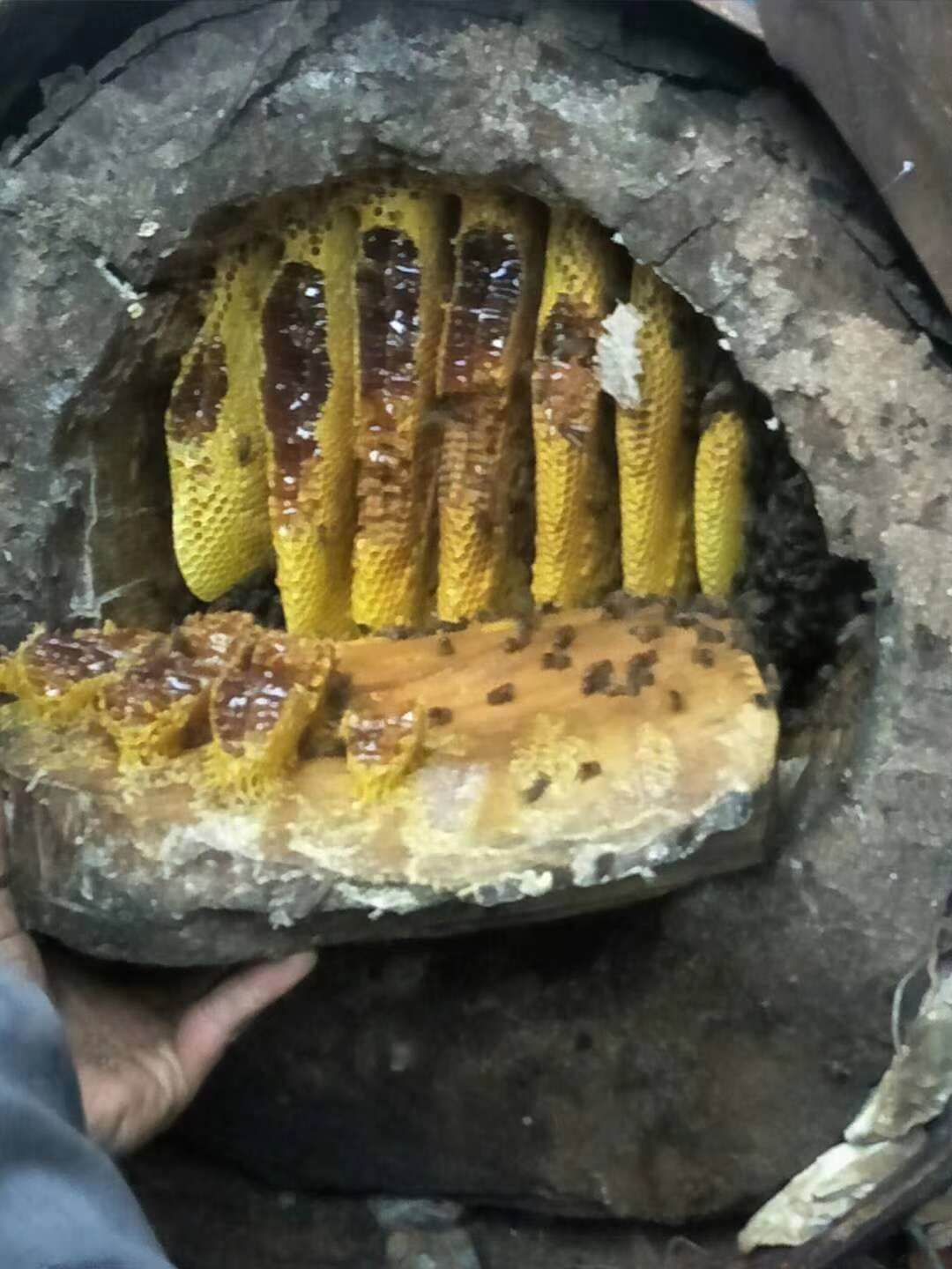 农家云南土蜂蜜无量山哀牢山土蜂蜜现掏好蜜
