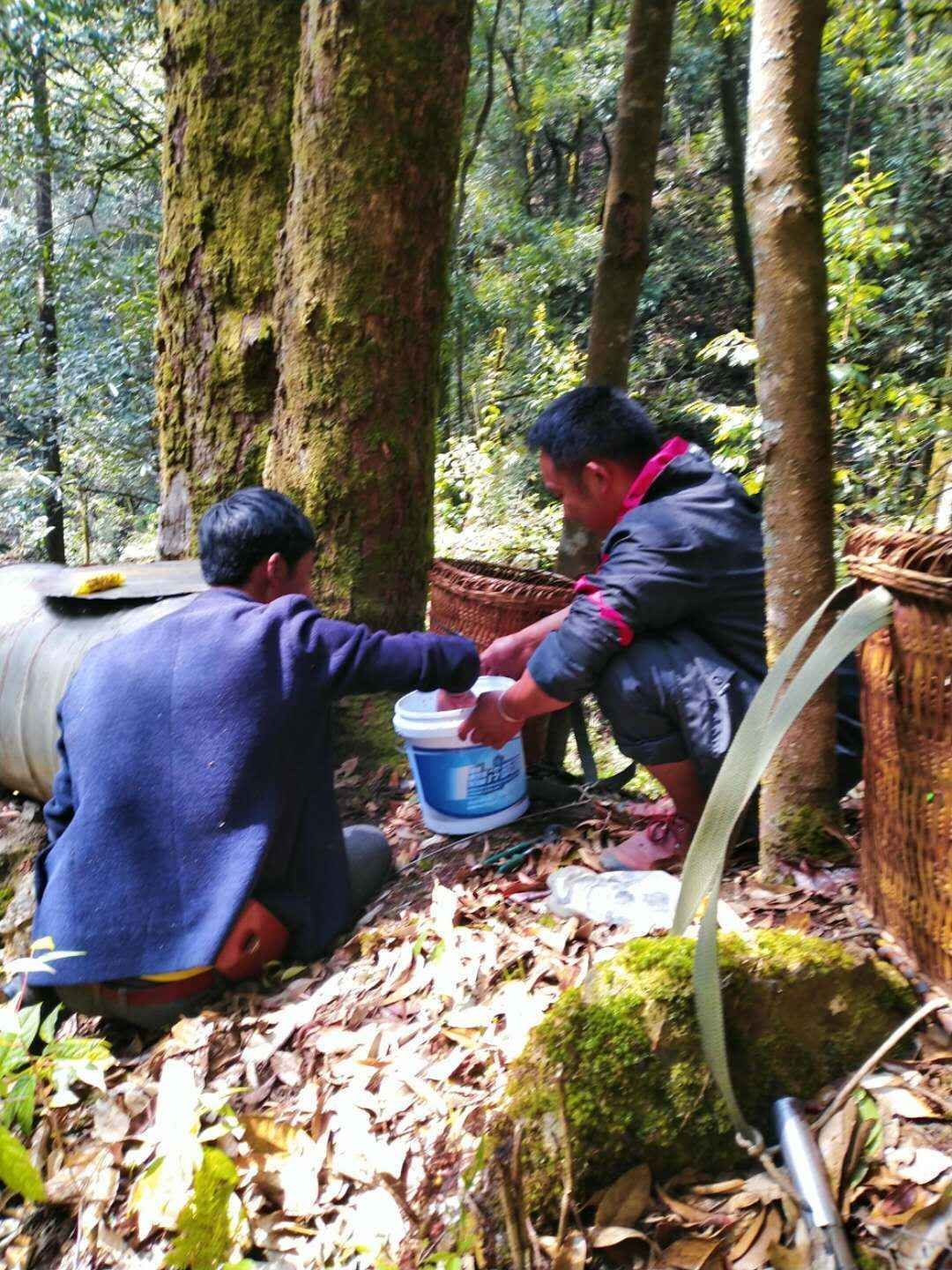 农家云南土蜂蜜无量山哀牢山土蜂蜜现掏好蜜