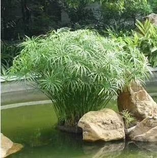 安新县 旱伞草