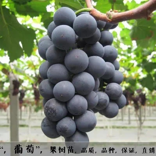 平邑县夏黑葡萄苗 2年苗根系发达包邮发货