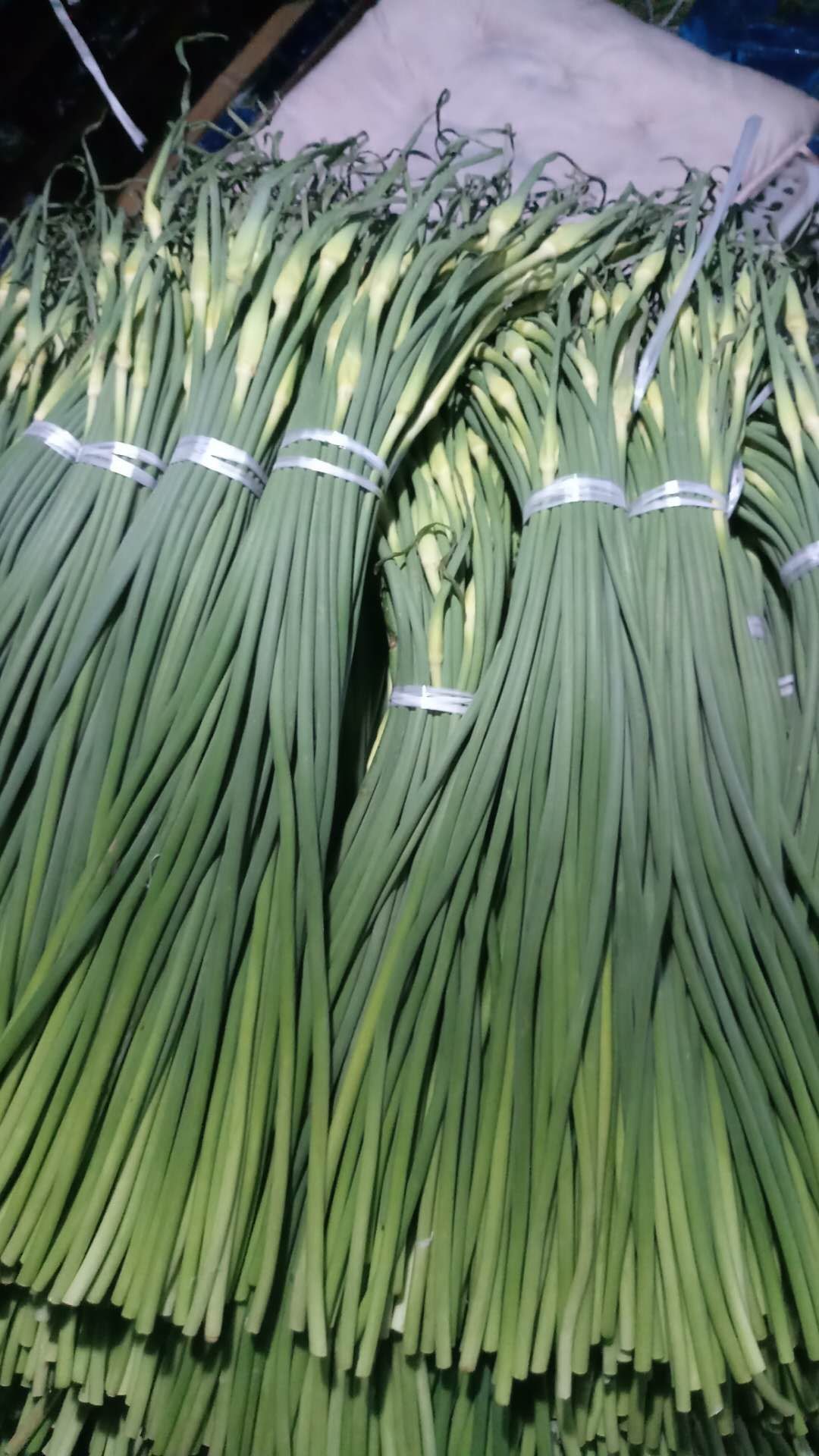 白帽蒜薹  冷库蒜苔，一手货源，赶大集，供超市，供应电商货。