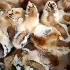 上林县青脚土鸡苗 孵化育苗基地青脚麻鸡。三黄鸡。土鸡。包防疫运输