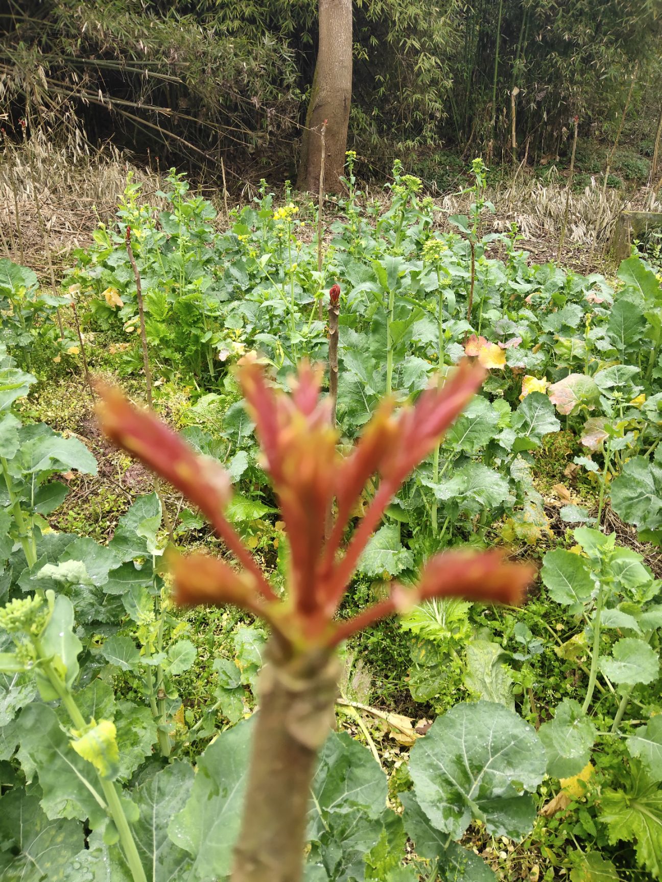 红油香椿芽 神奇的树上蔬菜
