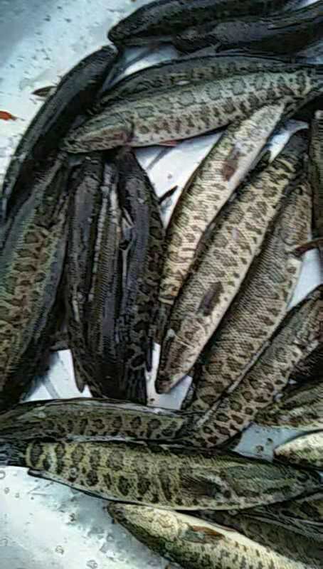 泸州乌鳢  乌鱼，青鱼，岩鲤，等各种鱼苗，火热出售中。