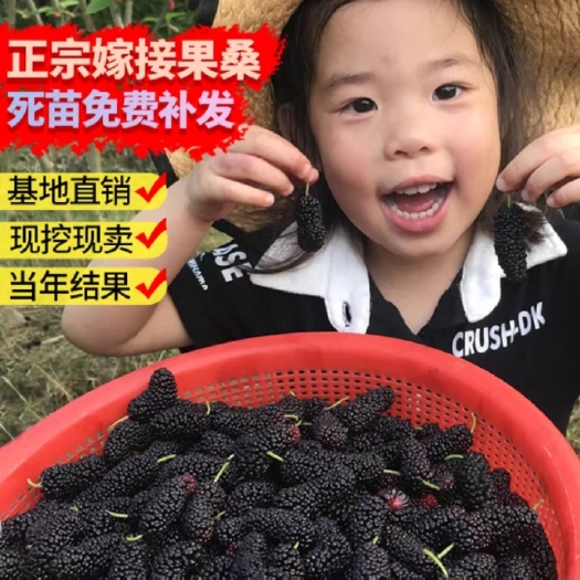 平邑县黑珍珠桑树苗 桑葚树苗嫁接四季常果南北皆可种植地栽盆栽无籽十大桑果苗