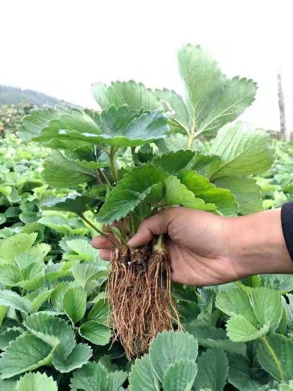  红颜草莓苗 基地直供 死苗补发 保证品种 量大优惠