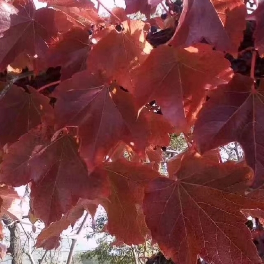 盖州市爬山虎，五叶地锦，东北地区最大爬山虎繁育基地。