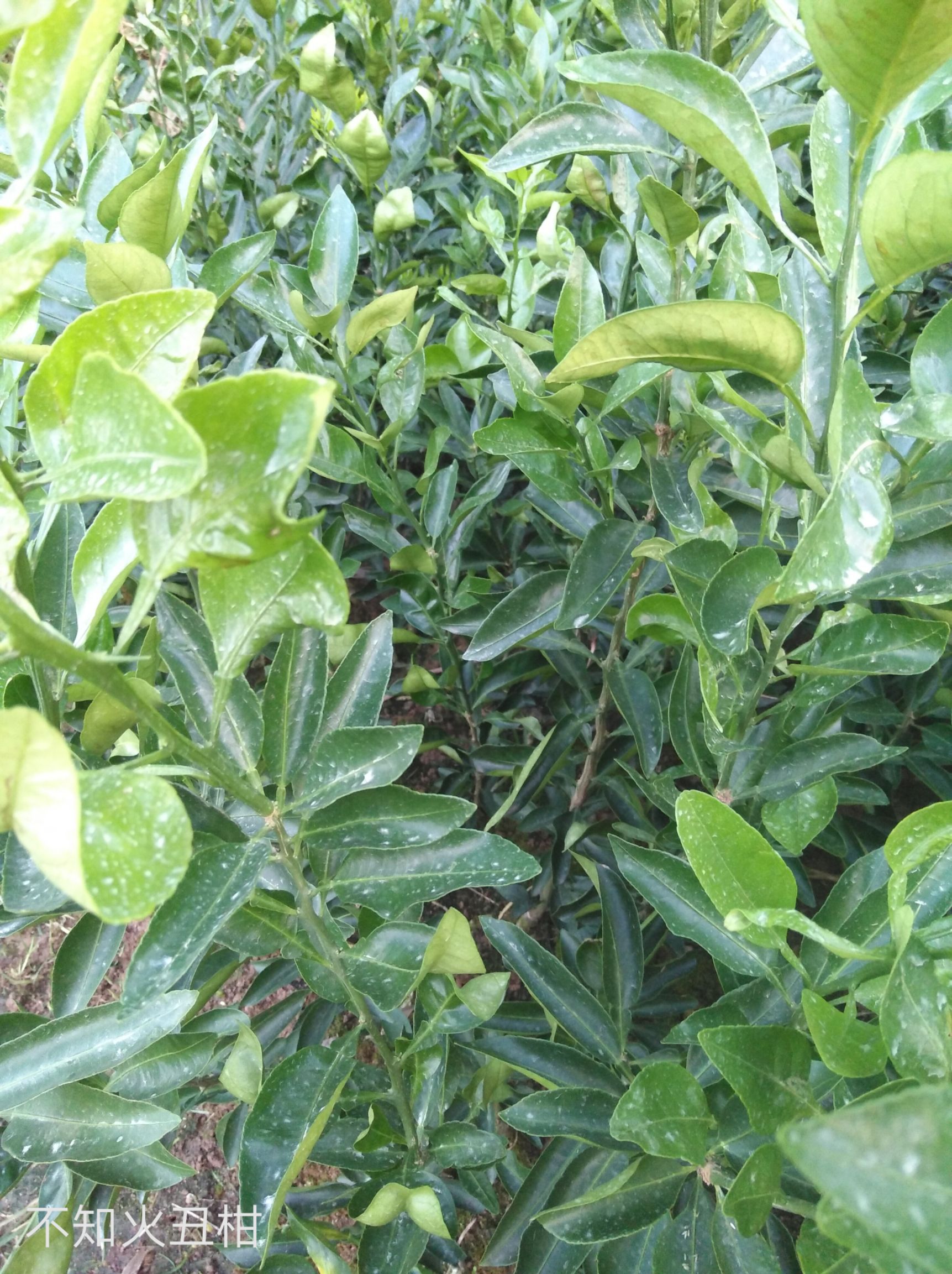 一手货源不知火苗，价格实惠，苗靓无病，包邮，提供技术指导