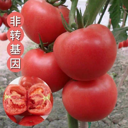宿州西红柿苗顺丰包邮品种优 扛病毒苗成交额破万基地直发