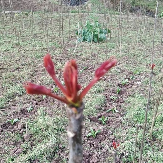 大竹县 长在树上的蔬菜香椿芽。