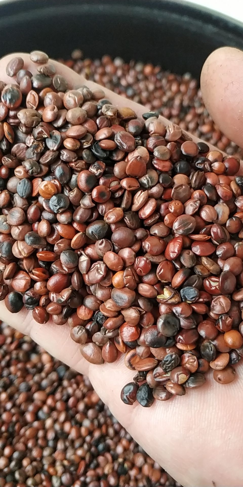 优质炒酸枣仁,安神助眠.原产地发货,质量有保证.