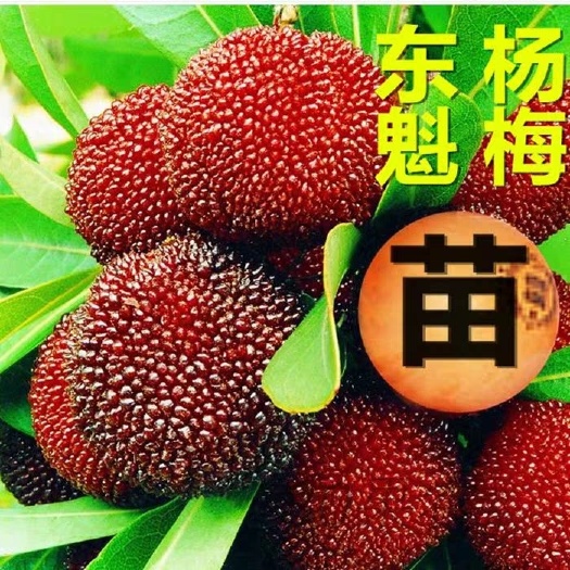 灵山县 正宗嫁接东魁杨梅树苗六月红嫁接杨梅苗南方北方种植盆栽果树苗