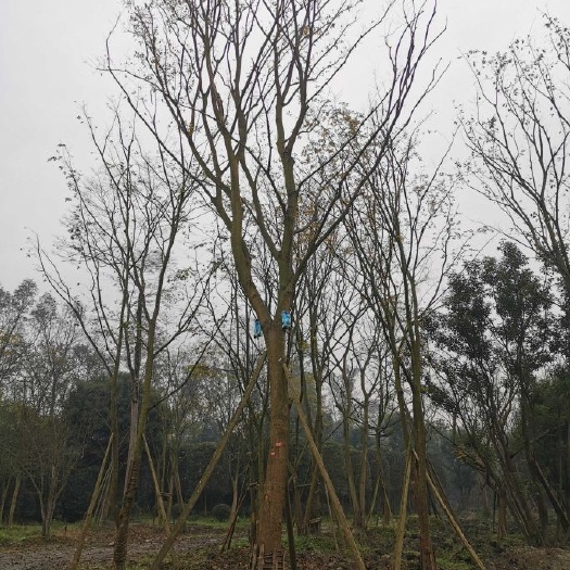 成都 精品朴树直销基地