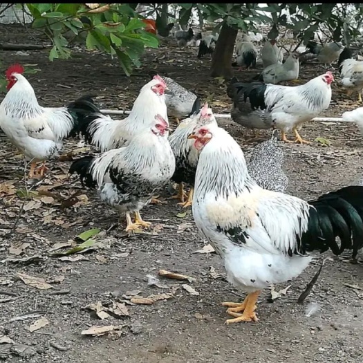 广州白芦花鸡苗 红芦花  黑芦花鸡苗 包疫苗包 包运输风险
