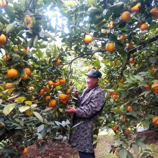 奉节 奉节脐橙果农直供保质保量现摘