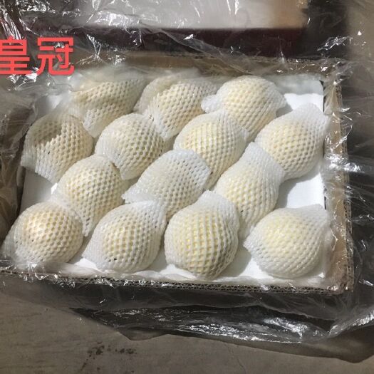 宁晋县 皇冠梨
