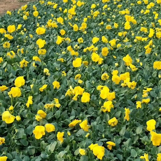 青州市三色堇 庆源花卉苗木有限公司，常年供应:各种花海专用草花。