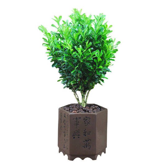 沭阳县 黄杨盆栽     低价起售