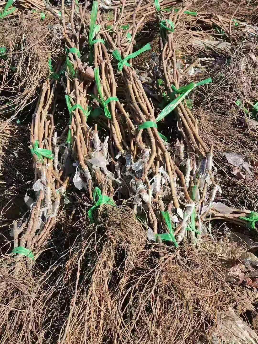  蓝宝石葡萄苗 基地直供 死苗补发 保证品种 量大优惠