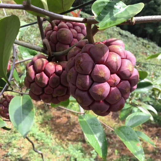 灵山县粉红黑老虎苗  布福娜，黑老虎(长寿果)苗