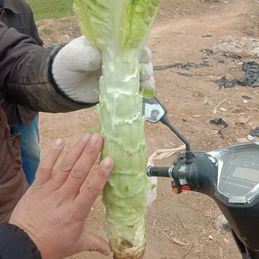 清丰县圆叶莴笋  诚信第一，
