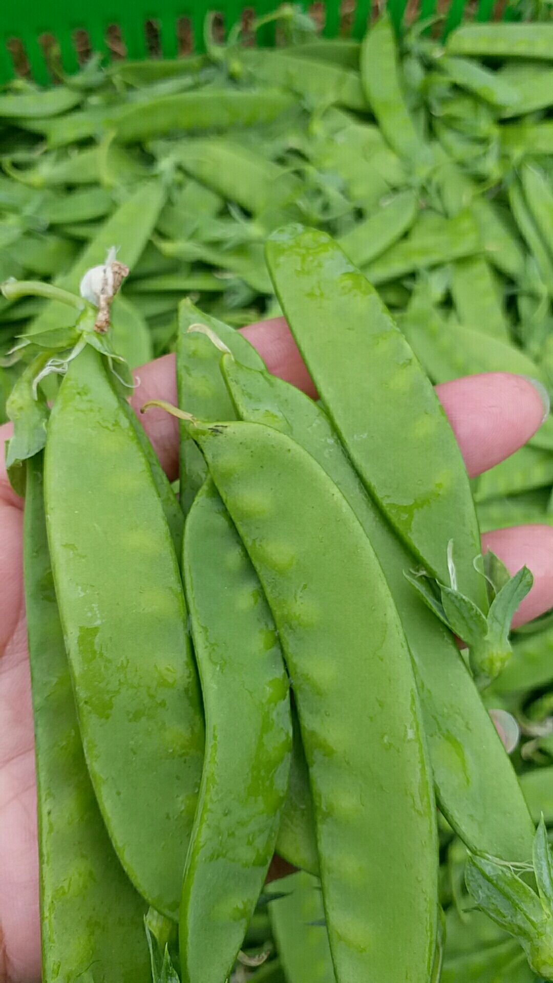 荚豆 8cm以下