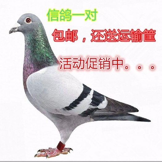 天落信鸽带环一只也包邮中通快递可以发货。