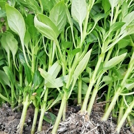 醴陵市线椒苗  百亩辣椒苗：茄子苗基地，全国发货，量大从优