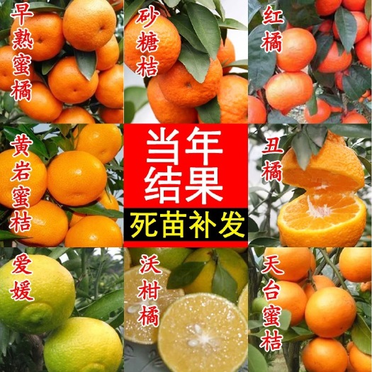 平邑县 红橘苗，基地直供现挖发货，品种保证量大优惠