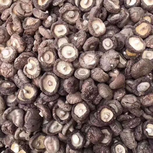 郑州 干香菇 大量供应 量大从优