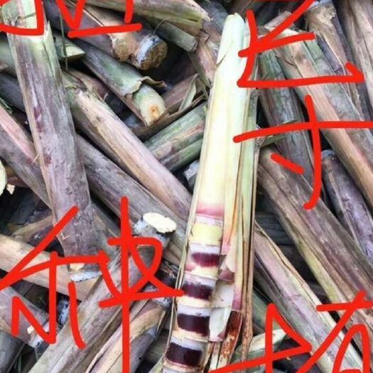 融安县甘蔗种子 种甘蔗季节到了，甘蔗种到处分别他乡生长