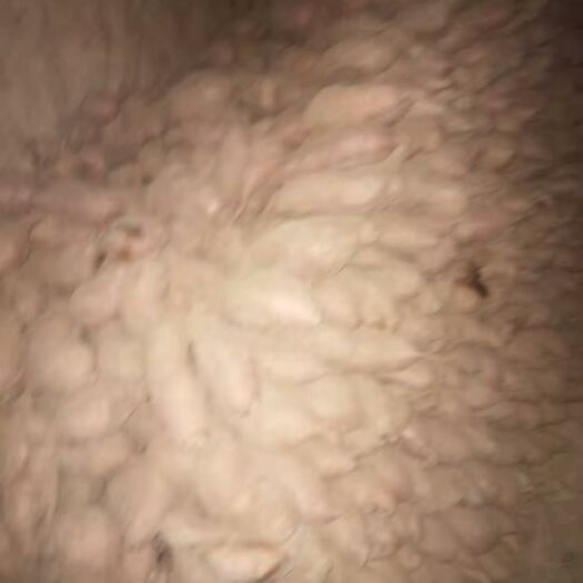 洪洞县 旱地红薯，绵甜可口，价格实惠，