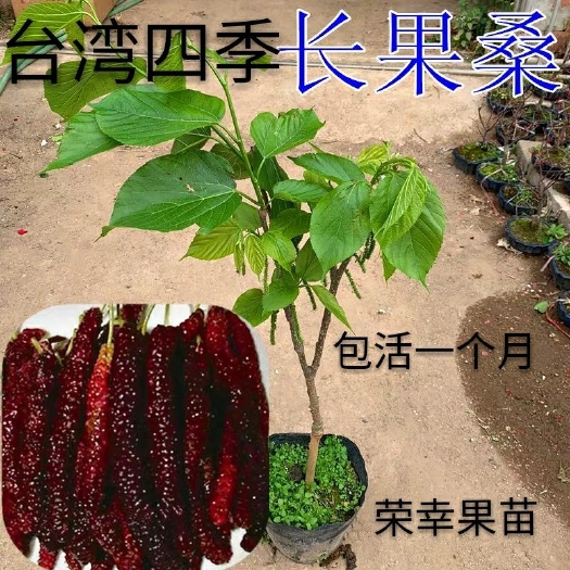 灵山县 长果桑树苗四季长果桑苗长果桑树苗嫁接长果桑果苗可盆栽庭