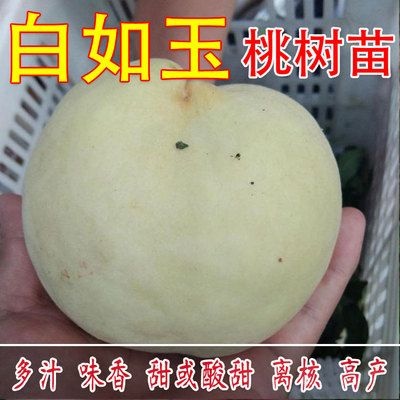 平邑县 白如玉桃树苗  基地直销 优质一级苗 包邮包成活
