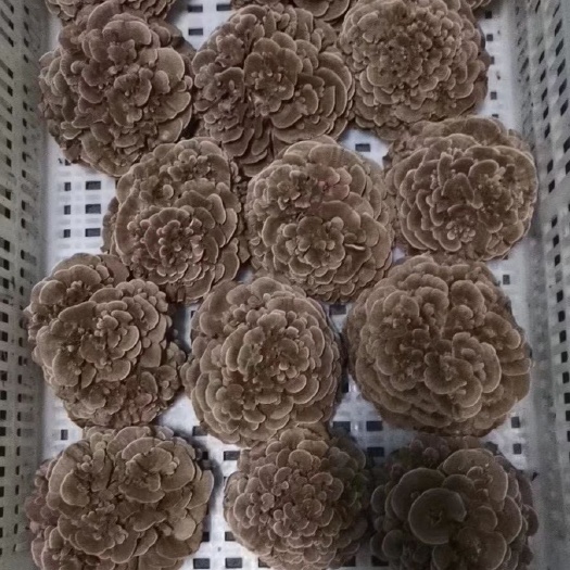 栗蘑 上海地区供应优质新鲜优质舞茸 火锅，涮锅，日韩餐系优选食材