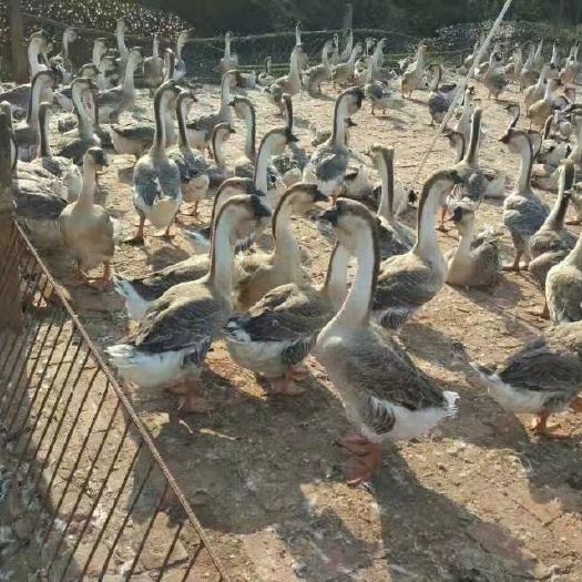 昆明狮头鹅苗 汕头狮头鹅