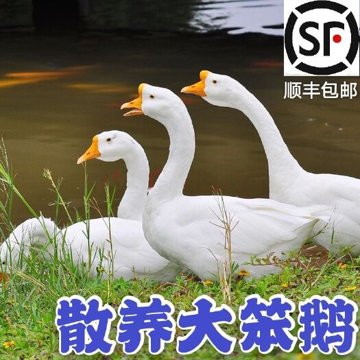 邯郸 农家散养大白鹅
