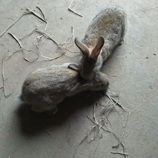抚州杂交兔  两年老兔子