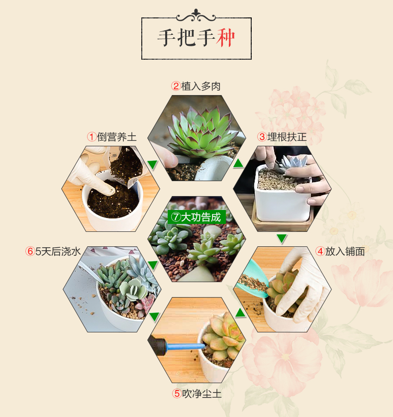  大和锦多肉 紫牡丹 蓝石莲 乒乓福娘 多肉植物组合 包邮