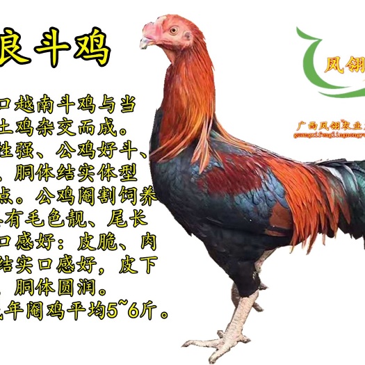 南宁杂交斗鸡苗  改良斗鸡苗  ٩( 'ω' )و