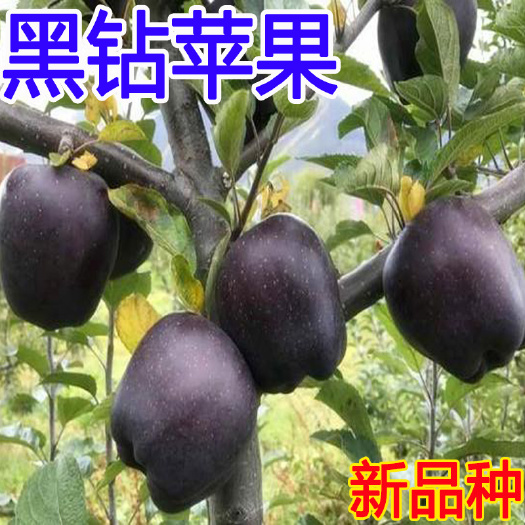 平邑县 新品种黑钻苹果苗黑钻石苹果树苗四季北方南方室内室外地盆栽