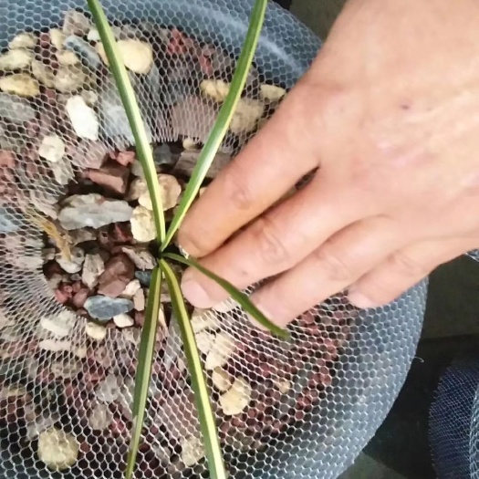 广元蕙兰 惠兰边草