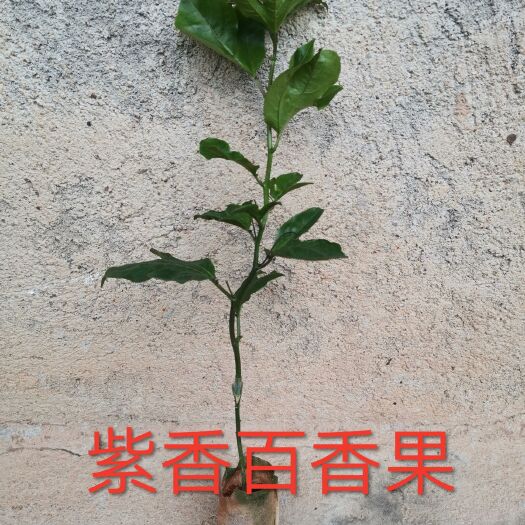  紫香百香果苗嫁接苗农业种植扦插苗高产品种一年四季开花结果