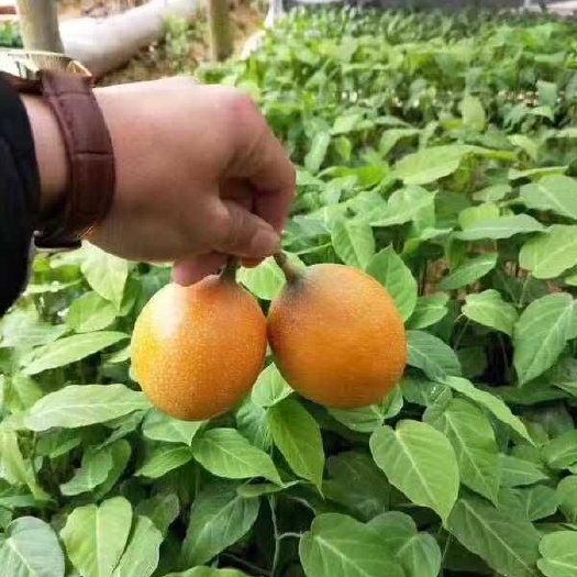灵山县热情百香果苗 热情果苗